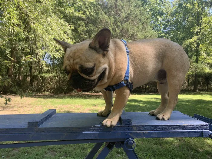 Island Dog Park 3