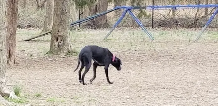 Island Dog Park 6