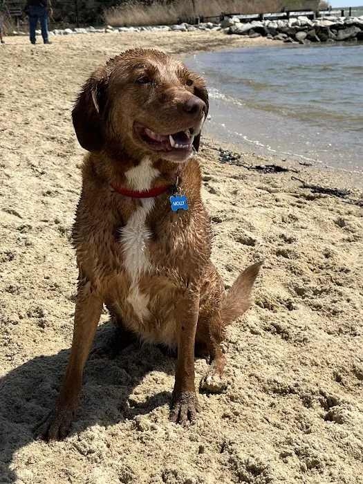 Quiet Waters Dog Park 10