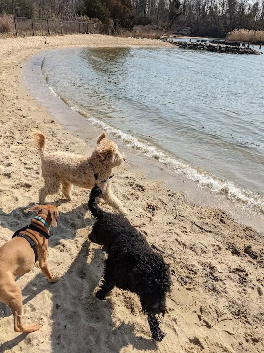 Quiet Waters Dog Beach 4