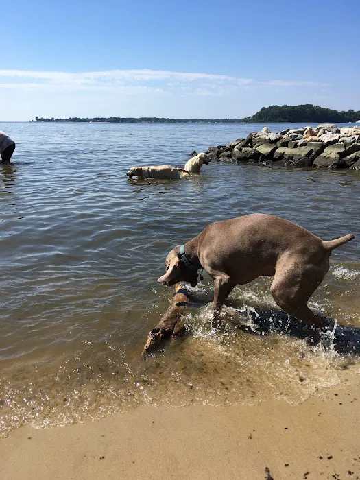 Quiet Waters Dog Beach 6