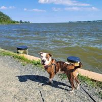 Quiet Waters Dog Beach ico