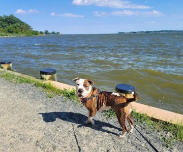 Quiet Waters Dog Beach