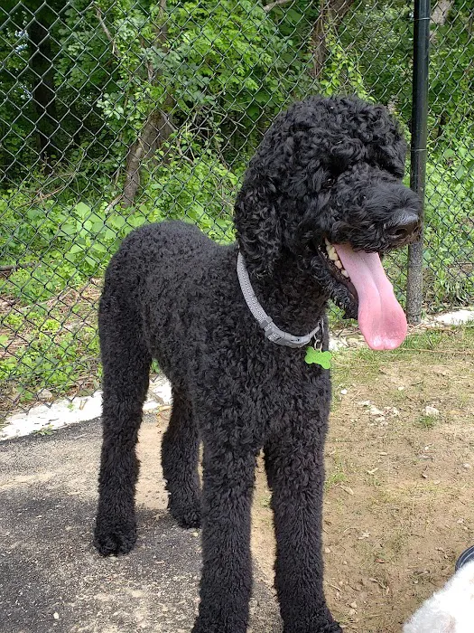 Edgewater Dog Park 8