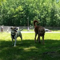 Edgewater Dog Park ico