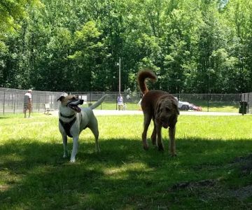 Edgewater Dog Park