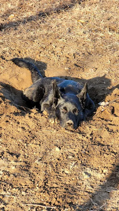 Bell Branch Dog Park 7