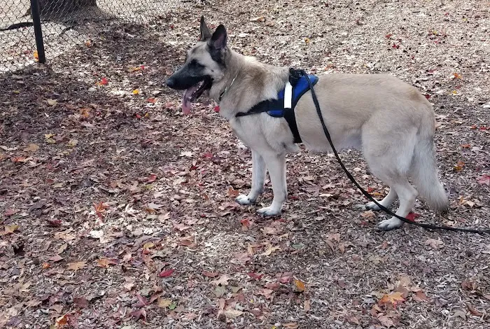 Bowie Dog Park 8