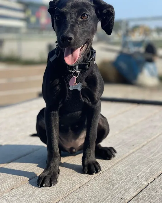 Dog Park at The Track 1
