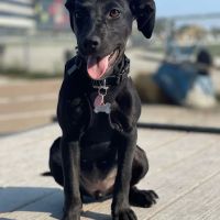 Dog Park at The Track ico