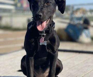Dog Park at The Track