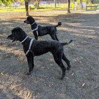 Salem Play Area for Canine Exercise (SPACE) ico