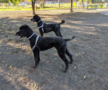 Salem Play Area for Canine Exercise (SPACE)