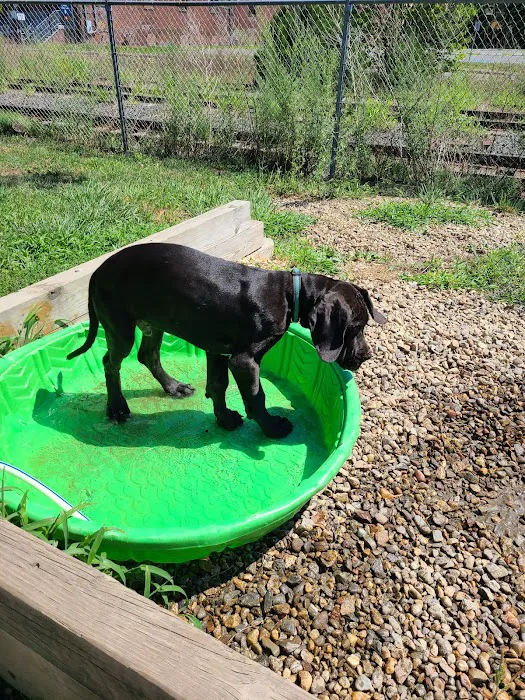Salem Play Area for Canine Exercise (SPACE) 10