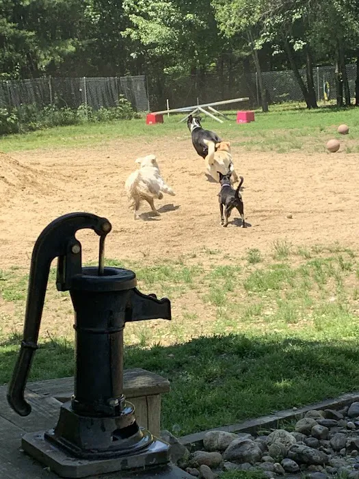 Live Free and Run Dog Park 2