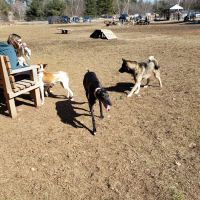 Live Free and Run Dog Park ico