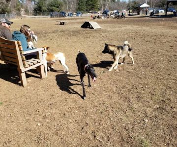 Live Free and Run Dog Park
