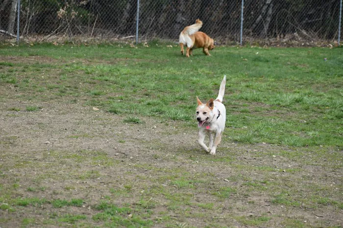 Live Free and Run Dog Park 4