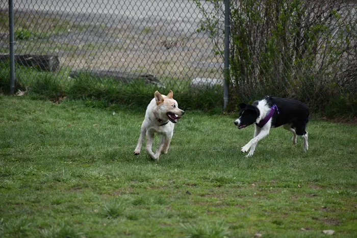 Live Free and Run Dog Park 8