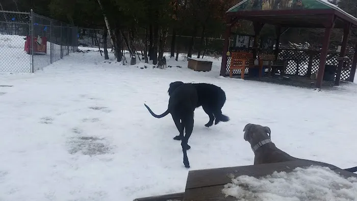 Live Free and Run Dog Park 5
