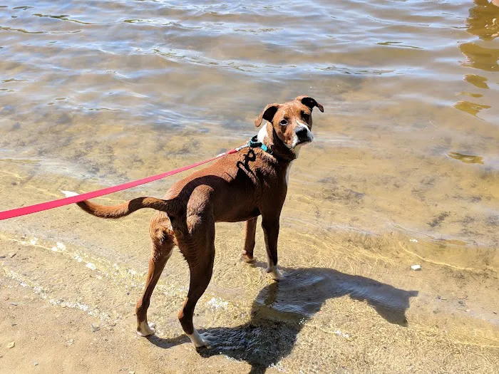 Hooksett Dog Park 2