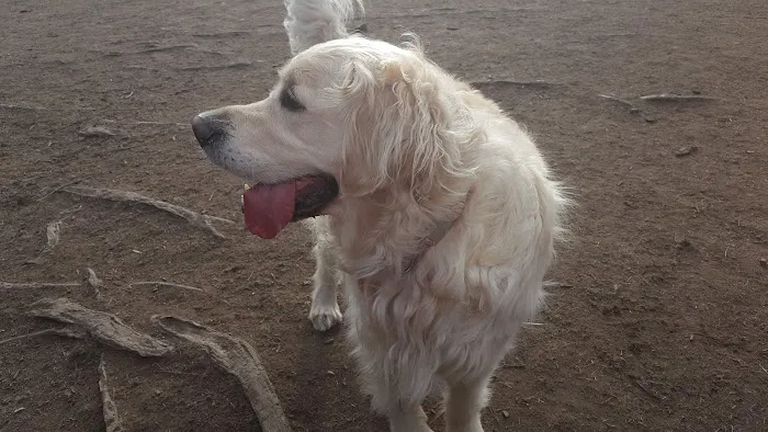 Terrill Park Dog Park 3