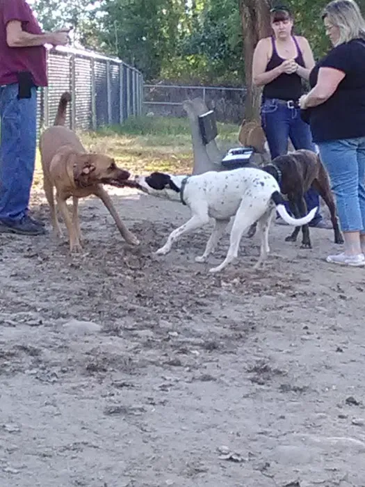 Terrill Park Dog Park 2