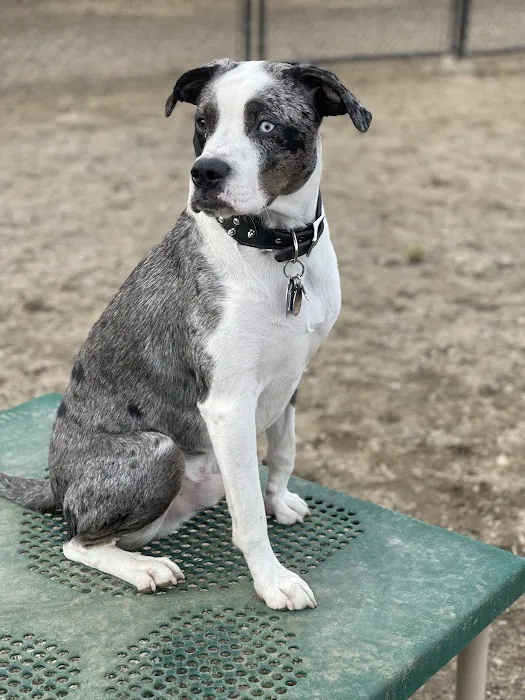 Gloucester Dog Park 5