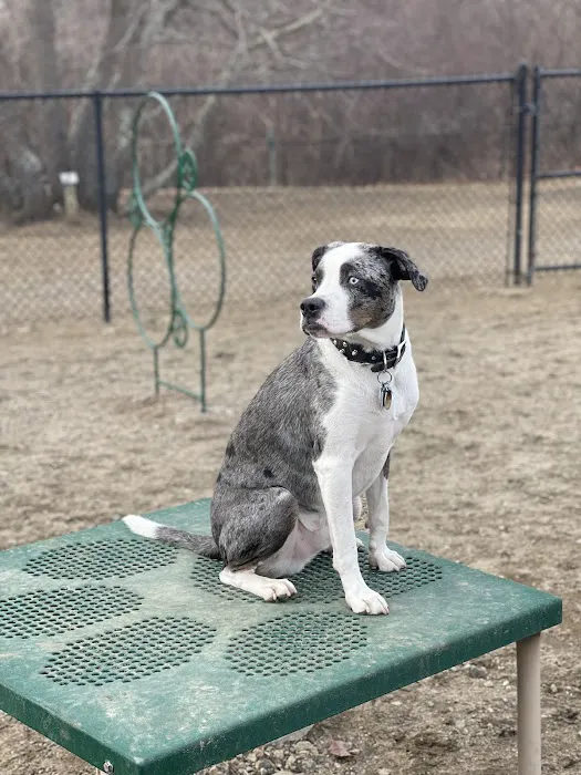 Gloucester Dog Park 4