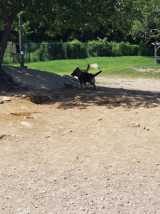 Gloucester Dog Park 8