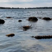 Crab Beach ico
