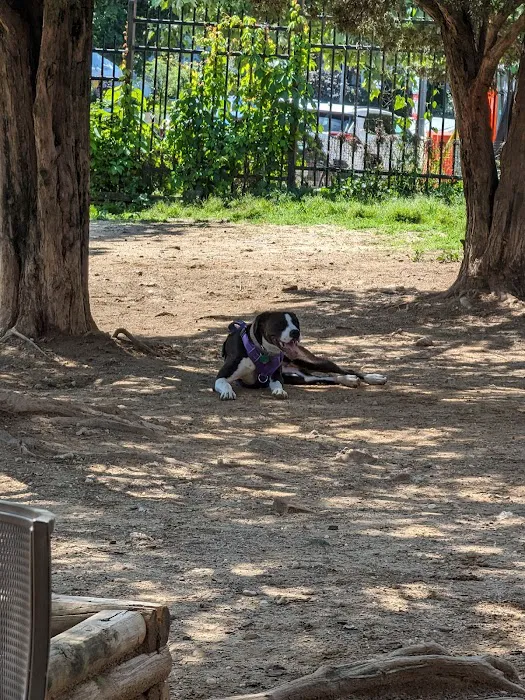 Columbia Heights Dog Park 6