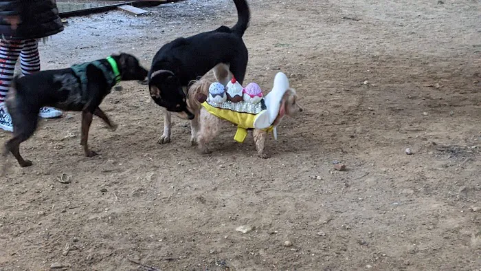 Columbia Heights Dog Park 4