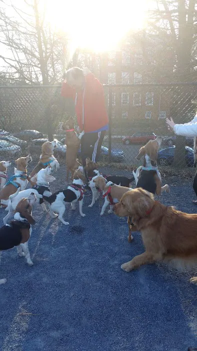 Newark Street Dog Park 1