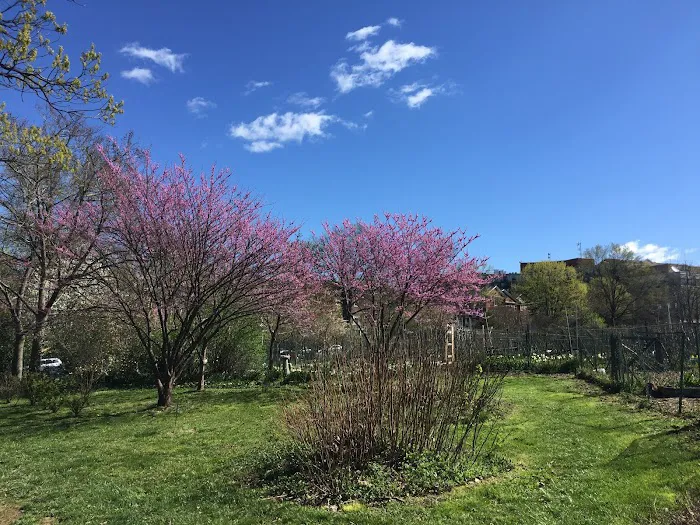 Newark Street Dog Park 5