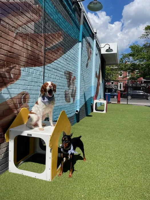 The Bark Park by District Dogs 2