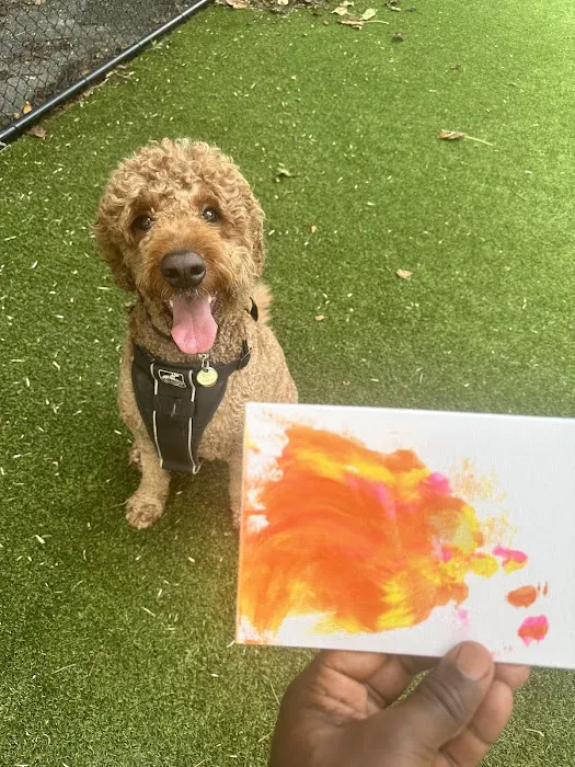 The Bark Park by District Dogs 10