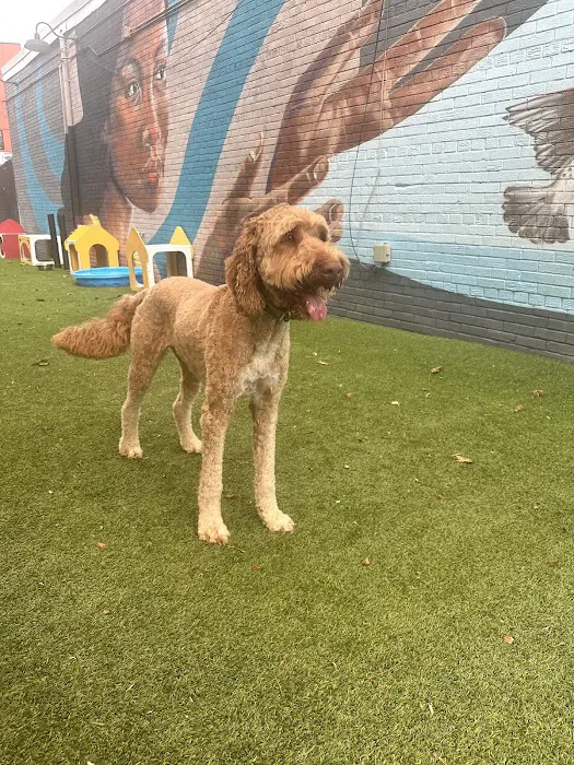 The Bark Park by District Dogs 6