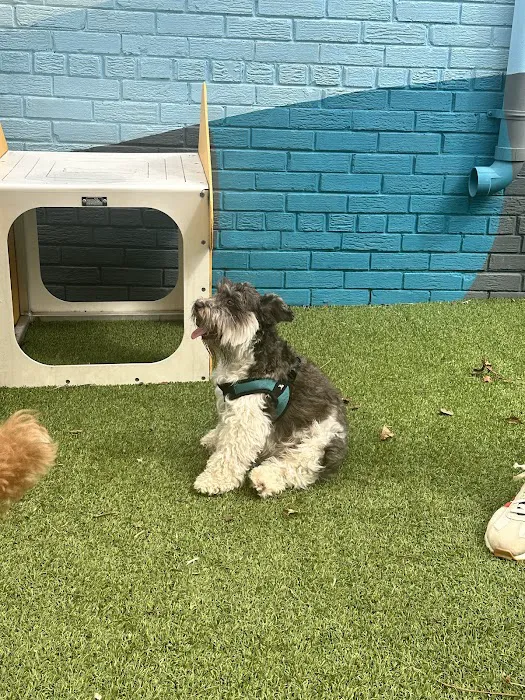The Bark Park by District Dogs 7