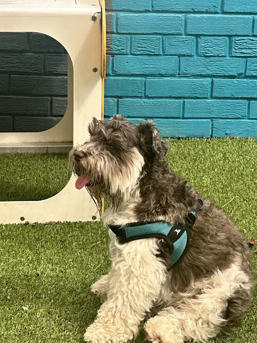 The Bark Park by District Dogs 4