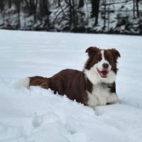 New Carrollton Dog Park ico