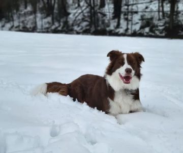 New Carrollton Dog Park
