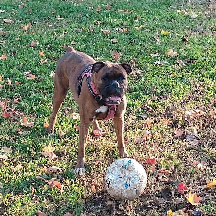 New Carrollton Dog Park 5
