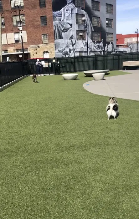 Eckington Dog Park 7