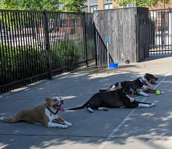Eckington Dog Park 8