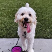 Eckington Dog Park ico