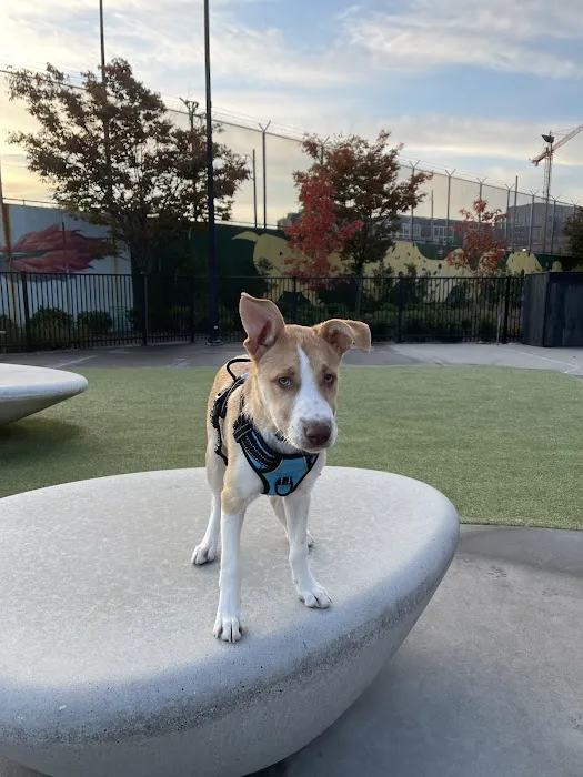 Eckington Dog Park 2
