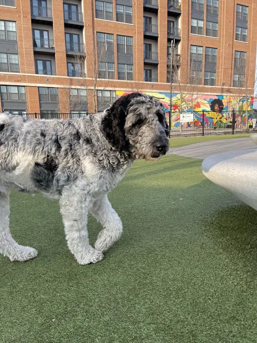Eckington Dog Park 4