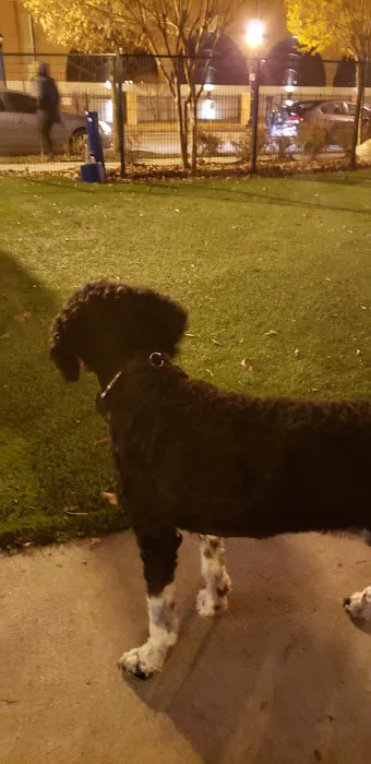 Dog park 1