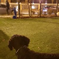 Dog park ico